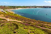 France, Finistère (29), Cornouaille, Crozon Peninsula, Camaret-sur-Mer, Pen-Hir Point in the Iroise Sea, the heather forms beautiful colorful carpets