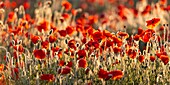 Frankreich,Somme,Baie de Somme,Saint-Valery-sur-Somme,Mohnblumen (Papaver rhoeas)