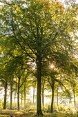 Frankreich,Somme,Crécy-en-Ponthieu,Forêt de Crécy,Der Wald mit Herbstfarben