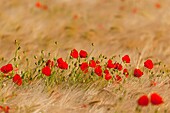 Frankreich,Somme,Baie de Somme,Saint-Valery-sur-Somme,Mohnblumen (Papaver rhoeas)