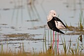 France, Somme, Somme Bay, Cayeux-sur-mer, Ault, Le Hâble d'Ault, Black-winged Stilt(Himantopus himantopus)