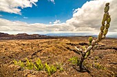 Ecuador,Galapagos-Archipel,Weltkulturerbe der UNESCO,Insel Isabela (Albemarie),Vulkan Chico