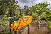 Ecuador,Galapagos-Archipel,von der UNESCO zum Weltkulturerbe erklärt,Insel Santa Cruz,Charles-Darwin-Forschungszentrum,Aufzuchtstation für endemische Riesenschildkröten