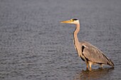 France, Somme, Baie de Somme, Le Crotoy, Crotoy marsh, Gray heron (Ardea cinerea - Gray Heron) on a pond