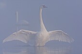 France, Somme, Somme Bay, Le Crotoy, Crotoy Marsh, Mute Swan (Cygnus olor, Mute Swan) in the fog