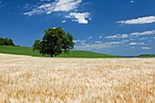 Frankreich,Puy de Dome,Getreidefeld und Solitärbaum