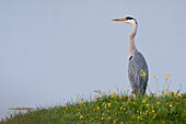 France, Somme, Baie de Somme, Le Crotoy, Crotoy marsh, Gray heron (Ardea cinerea - Gray Heron) on a pond