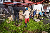 Mauritius, Savanne district, Grand Bois, Domaine de Bois Chéri, the largest tea producer in Mauritius, weighing tea bags at the estate factory