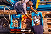 Frankreich,Finistere (29),Cornouaille,Le Guilvinec,erster Fischereihafen Frankreichs,die Rückkehr der Trawler in den Hafen,um den Fisch zu entladen und zu versteigern