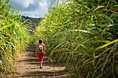 Mauritius, Savanne district, Souillac, hike to Rochester Falls through the sugar cane fields