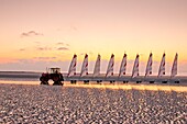 France, Somme, Baie de Somme, Quend-Plage, at the end of the day, the sand yachts are gathered and a tractor picks them up to take them back to the sailing school