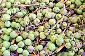 France, Correze, Brive la Gaillarde, Halle Georges Brassens, market, organic kiwi (Actinidia arguta) also called Siberian kiwi