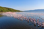 Kenia,Bogoria-See,Kleiner Flamingo (Phoeniconaias minor) (Luftaufnahme)