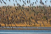 Frankreich,Somme,Baie de Somme,Le Crotoy,Naturschutzgebiet der Baie de Somme,Strände der Maye,Flug einer Gruppe von Austernfischern (Haematopus ostralegus)