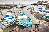 Ecuador,Galapagos-Archipel,von der UNESCO zum Weltkulturerbe erklärt,Insel Santa Cruz,Puerto Ayora,Fischmarkt,Graureiher (Ardea cinerea) vor Fischerbooten