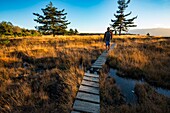 France, Ardeche, Parc Naturel des Monts d'Ardeche, Montselgues, Narcettes's bog