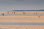 Frankreich,Somme,Baie de Somme,Le Crotoy,viele Fischer nutzen die Flut im September,um in der Baie de Somme Herzmuscheln zu ernten