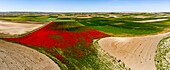 Spanien,Provinz Tolède,um Magàn,Mohnfeld (Papaver rhoeas),von einer Drohne aus