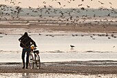 France, Somme, Baie de Somme, Le Crotoy, Equipped with its hopper to calibrate shells and his bike to bring back the bags of cockles, this fisherman causes a multitude of birds to take flight