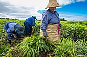 Mauritius, Savanne district, Grand Bois, Domaine de Bois Chéri, the largest tea producer in Mauritius, women working in the tea plantations