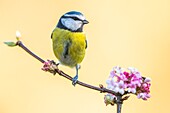 Frankreich,Somme,Crécy-en-Ponthieu,Blaumeise (Cyanistes caeruleus)