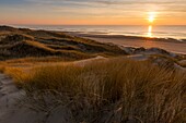 Frankreich,Somme,Baie de Somme,Fort-Mahon,die Dünen von Marquenterre,zwischen der Baie d'Authie und der Baie de Somme