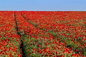 Frankreich,Somme,Baie de Somme,Saint-Valery-sur-Somme,Mohnblumen (Papaver rhoeas)