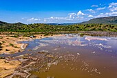 Kenia,Bogoria-See,Kleiner Flamingo (Phoeniconaias minor) (Luftaufnahme)