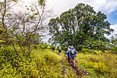 Ecuador, Galapagos archipelago, listed as World Heritage by UNESCO, Isabela Island (Albemarie), hike in the middle of tropical vegetation on the slopes of the crater of the Sierra Negra volcano (1490 m) towards the Chico volcano