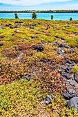 Ecuador,Galapagos-Archipel,Weltkulturerbe der UNESCO,Insel Santa Cruz,Insel Plaza Sud