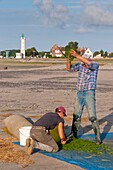 France, Somme, Baie de Somme, Le Hourdel, Fishermen winnowing the samphire harvest in Baie de Somme