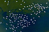 Kenia,Magadi-See,Großer weißer Pelikan (Pelecanus onocrotalus) (Luftaufnahme)