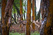 Mauritius,Bezirk Savanne,Grand Bois,Domaine de Bois Chéri,der größte Teeproduzent von Mauritius,der Park der Domäne beherbergt zahlreiche Hirsche