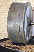 France, Correze, Ligneyrac, Moulin de la Vie Contee, stone grinding of Perigord walnuts to make AOC walnut oil