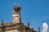 Spain, province of Cáceres, Trujillo town, white stork (Ciconia ciconia), nesting on the Plaza Major