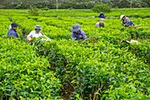 Mauritius, Savanne district, Grand Bois, Domaine de Bois Chéri, the largest tea producer in Mauritius, women working in the tea plantations