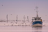 France, Somme, Baie de Somme, Saint-Valery-sur-Somme, Cap Hornu, Fishermen in the Somme channel