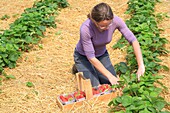 Frankreich,Pas de Calais,Samer,Ferme de Bellozanne,Ernte von Samer-Erdbeeren,die im Freiland gewachsen sind von Adeline Vasseur