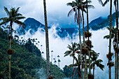 Kolumbien,Kaffeeregion,Salento,Cocora-Tal,Nationalpark Los Nevados,Paramo des Tolima-Vulkans 5215m