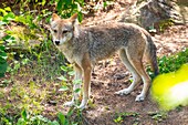 Canada, Quebec province, Lake Saint Jean region, Wild Zoo Saint Felicien, Wolf