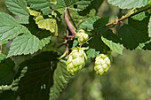 Hops (Humulus lupulus), France