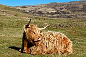 United Kingdom, Scotland, Highland, Inner Hebrides, Isle of Mull, Highland cow