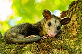 Colombia, Llanos, Tuparro National Park, Maipure raudales , or whitewaters, small arboreal mammal