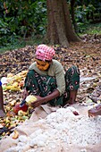 Madagascar, Antsiranana, Ankify, harvest of cocoa pods