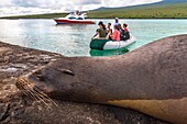 Ecuador,Galapagos-Archipel,von der UNESCO zum Weltnaturerbe erklärt,Insel Lobos,Galapagos-Seelöwe (Zalophus wollebaeki),der sich bei der Ankunft der Touristen auf dem Ponton ausruht