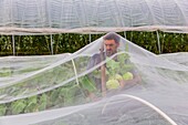 Sweden, County of Vastra Gotaland, Hokerum, Ulricehamn hamlet, Rochat family report, Pierre harvesting kohlrabi under the veil of protection, everything is fine because it is not wet