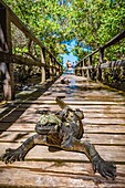 Ecuador, Galapagos archipelago, listed as World Heritage by UNESCO, Isabela Island (Albemarie), Puerto Villamil, Galapagos marine iguana (Amblyrhynchus cristatus) sunbathing on a footbridge leading to the beach in the mangrove