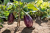 Eggplant (Solanum melongena), France