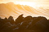 Ecuador, Galapagos Archipelago, listed as World Heritage by UNESCO, San Cristobal Island, Marine Iguana (Amblyrhynchus cristatus) at sunset on El Junco lagoon, one of the few permanent sources of fresh water in the whole Galapagos, it prevents evaporation thanks to its altitude - about 700 meters above sea level in the humid highlands of San Cristobal