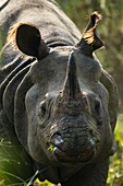 Nepal, Chitwan National Park, portrait of a Greater One-horned Rhino (Rhinoceros unicornis)